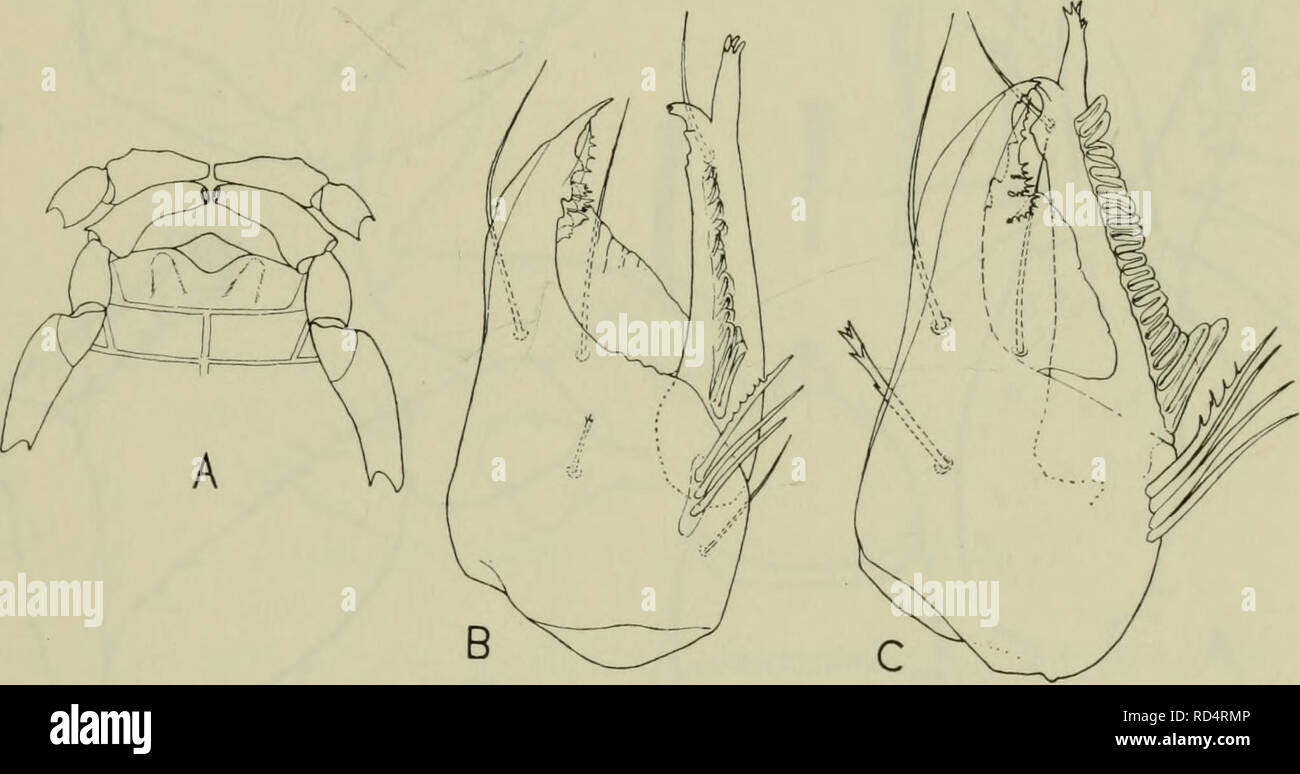 . Danmarks fauna; illustrerede haandbøger over den danske dyreverden... 97 sæk oftest tilstede (fig. 54 A og B). Kløerne oftest spaltet eller med accessorisk tand (fig. 6); kløerne hos ^ altid asymmetrisk udviklet 2. Gheliferinae (p. 100). 1. Underfamilie Withiinae. Gephalothorax længere end bred, granuleret, 2 tvær- furer. Øjne eller øjenpletter tilstede. Tergiterne delt.. Fig. 54. A: Chelifer cancroides (L.), de to bageste coxae hos (^ B: Ch. cancroides (L.), chelicere, c?. C: Withius subruber (E. Simon) chelicere. de forreste undertiden udelt. Børsterne på krop og palper tandet eller køllef Stock Photo