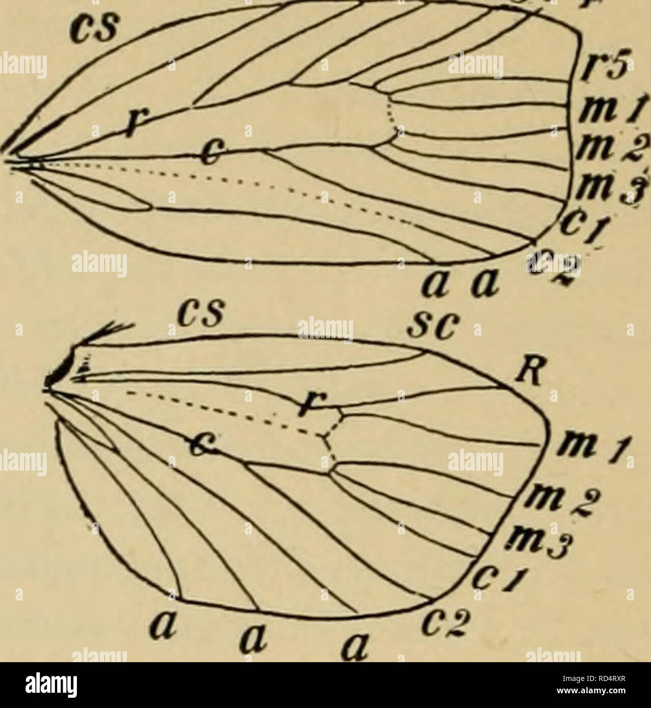 . Elementary entomology. Entomology. sc ^^^^rrr^ Fig. 437. Diagram of wings of Hepialus gracilis, showing jugum (/) and similarity of venation of fore- and hind-wings (After Comstock, from Kellogg). Fig. 438. Venation of a tortricid moth (Cacoecia cenisivora&gt;ia) (After Comstock, from Kellogg) f^rj r-f. Please note that these images are extracted from scanned page images that may have been digitally enhanced for readability - coloration and appearance of these illustrations may not perfectly resemble the original work.. Sanderson, Dwight, 1878-1944; Jackson, C. F. (Cicero Floyd), b. 1882; Me Stock Photo