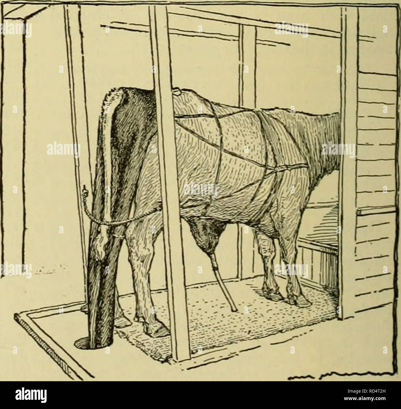 Cyclopedia of farm animals. Domestic animals; Animal products. nrn 