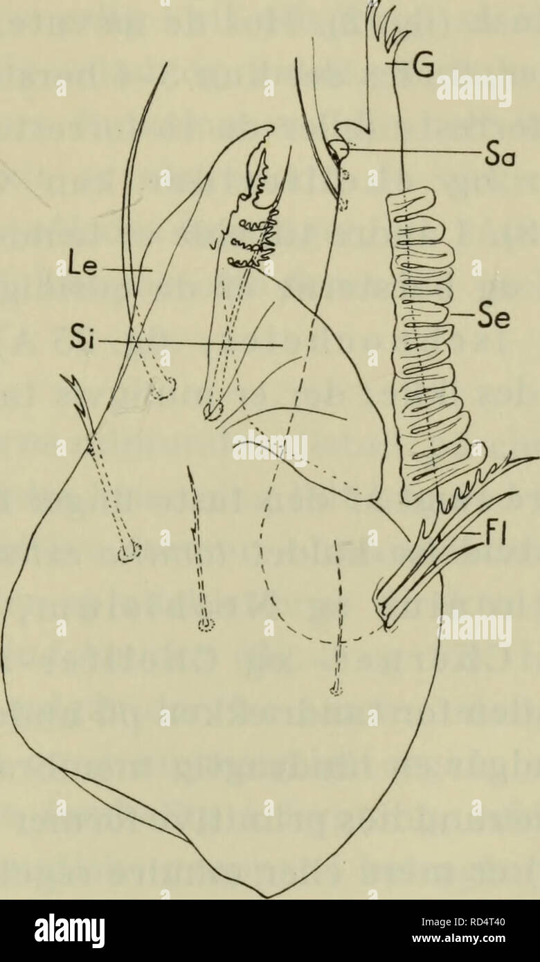 . Danmarks fauna; illustrerede haandbøger over den danske dyreverden... 11 disse funktioner findes flere mere eller mindre stærkt specialicerede vedhæng. Som gribeorgan fungerer de to fingre; hver af disse ender i en indad bøjet spids og kraftig terminaltand. Hos Neobisiidae og Ghtho- niidae (fig. 2), der er primitive former, er fingrenes. Fig. 3. Allochernes wideri (C. L. Koch). Venstre chelicere fra under- siden. Le = lamina exterior; Si = serrula interior; Se = serrula exterior; Fl = flagellum; G = galea; Sa = subapikaltand. indre rand forsynet med en række tænder. Hos f. eks. Chernetidae o Stock Photo