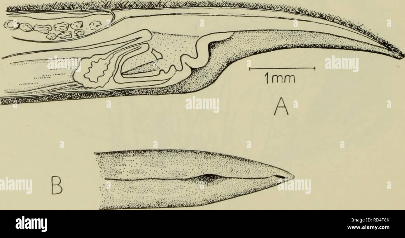 Danmarks fauna; illustrerede haandbøger over den danske dyreverden... 22 og  mangler radula. I kloaken findes på hver side fem gælle- folder.  Genitalgangene har umiddelbart før skalkirtlen hver en gruppe vesiculae  seminales.