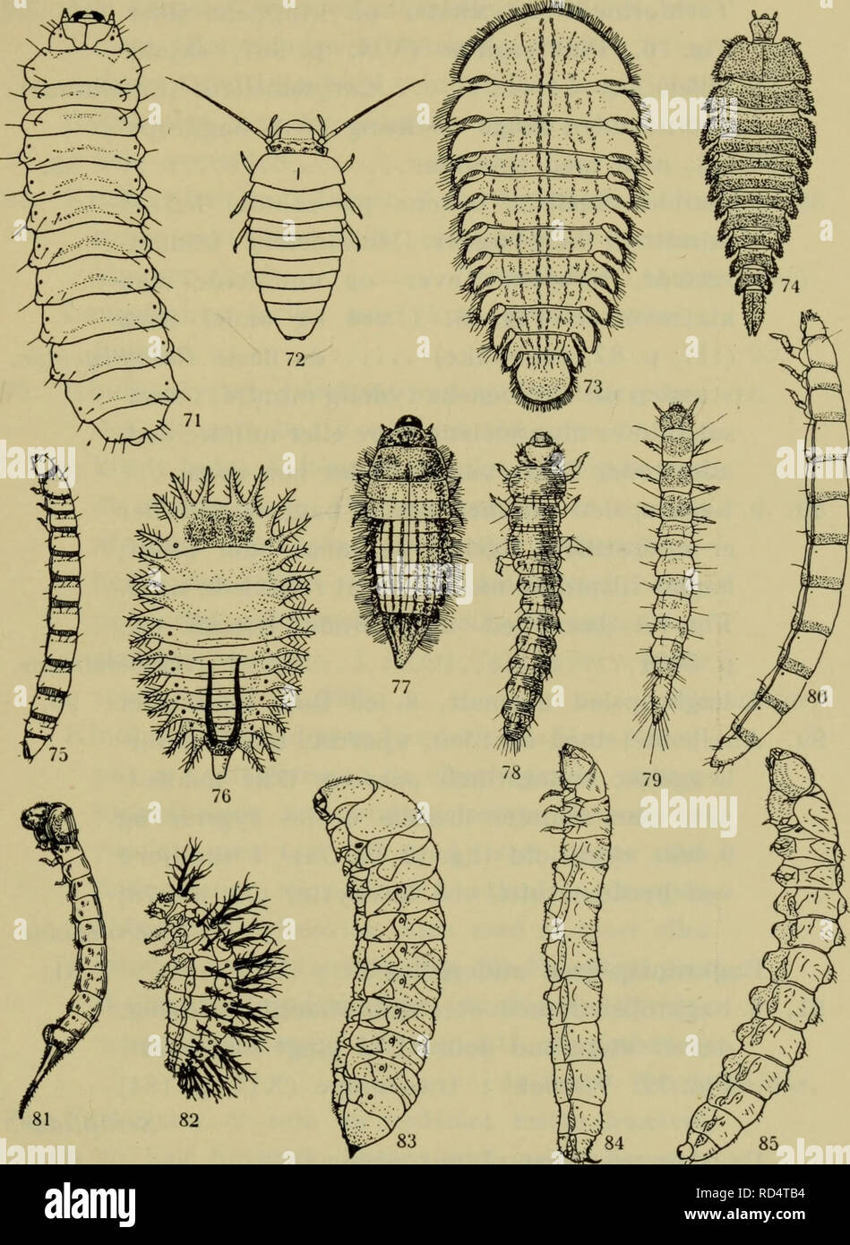 Tomoxia hires stock photography and images Alamy
