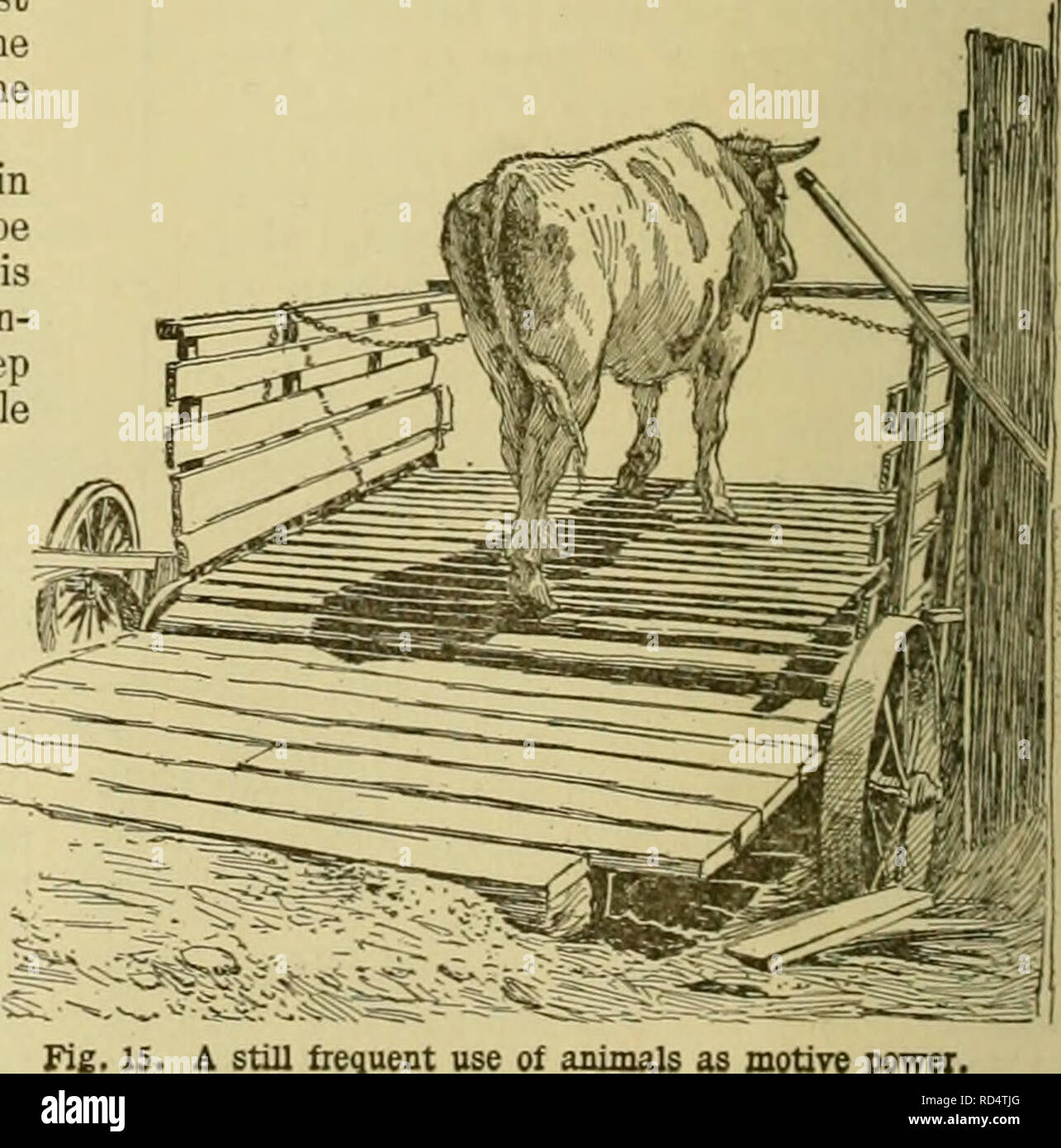 Cyclopedia of farm animals. Domestic animals; Animal products. Fig. 14. Use  of oxen in haying. (7) Animals enable the farmer to make a more constant use  of his capital. The wheat-farmer