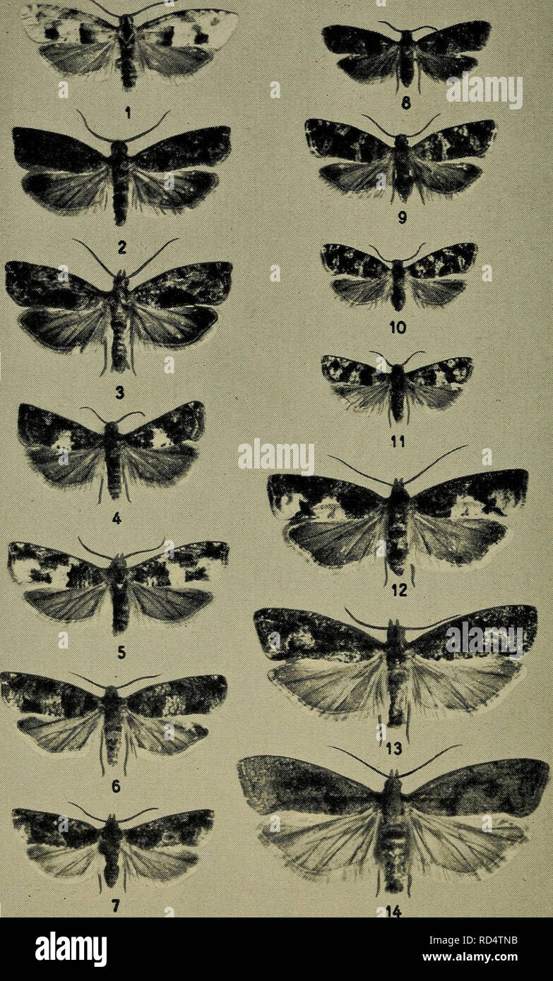 . Danmarks fauna; illustrerede haandbøger over den danske dyreverden... Tavle XXII.. 1. Eucosma bilunana, 2 og 3. E. nisella, 4. E. graphana, 5. E. de- marniana, 6. E. tetraquetrana, 7. E. immundana, 8. E. nigricana, 9. E. proximana, 10. E. tedella, 11. E. nemorivaga, 12. E. similana, 13. E. ophthalmicana, 14. E. sordidana.. Please note that these images are extracted from scanned page images that may have been digitally enhanced for readability - coloration and appearance of these illustrations may not perfectly resemble the original work.. Dansk naturhistorisk forening. København, G. E. C. G Stock Photo
