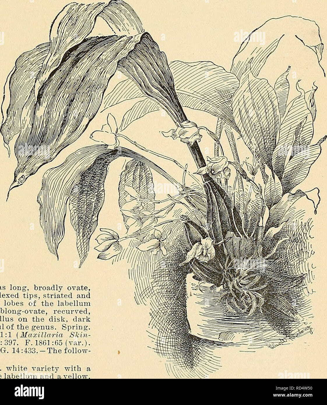 . Cyclopedia of American horticulture, comprising suggestions for cultivation of horticultural plants, descriptions of the species of fruits, vegetables, flowers, and ornamental plants sold in the United States and Canada, together with geographical and biographical sketches. Gardening. LYCASTE LYCASTE 953 crenulate; callus tongue-shaped, concave. Often the parts of the flower are more or less spotted and hairy in places. July, Aug. Colombia. Gt. 1321. 5. Idnipes, Lindl. Pseudobulbs large: Irs. lanceo- late, 12-18 in. long: fls. solitary, as many as 15 on a plant, creamy white; sepals and peta Stock Photo