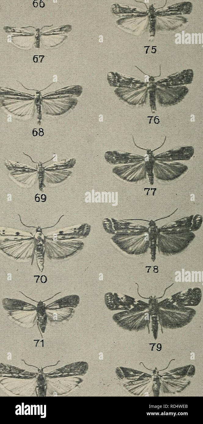 . Danmarks fauna; illustrerede haandbøger over den danske dyreverden... 57 58 I 59. 6a 72 82 55. S. forficellus (^. 56. do. $. 57. D. mucronella cf. 58. do. 2. 59. A. niveus cf. 61. A. lotella cf. 62. do. $. 64. H. creta- cella. 66. H. nebulella. 67. H. pseudonimbella. 68. H. nimbella. 69. H. saxicola. 70. H. binaevella. 71. P. interpunctella. 72. E. kuehniella. 73. E. calidella. 74, E. elutella. 75. do. Varietet. 76. P. subornatella. 77. P. dilutella. 78. P. ornatella. 79. H. tere- brellum. 82. N. achatinella.. Please note that these images are extracted from scanned page images that may have Stock Photo