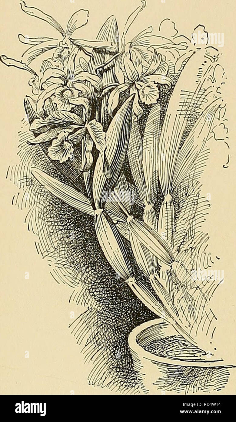 . Cyclopedia of American horticulture, comprising suggestions for cultivation of horticultural plants, descriptions of the species of fruits, vegetables, flowers, and ornamental plants sold in the United States and Canada, together with geographical and biographical sketches. Gardening. 872 L^LIA L^LIA the former rose-colored outside; midlobe of the labellum ovate, acute. Much like the type in color. I.H. 15:569. Var. Kusselli^na, Williams (L. MusseUidna, Hort.). Pis. large ; sepals somewhat narrow, white, suffused with lilac; petals broader, deeper lilac; labellum large, rose- lilac; throat y Stock Photo