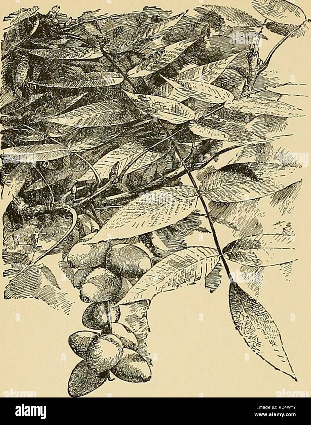 . Cyclopedia of American horticulture, comprising suggestions for cultivation of horticultural plants, descriptions of the species of fruits, vegetables, flowers, and ornamental plants sold in the United States and Canada, together with geographical and biographical sketches. Gardening. 846 JUGLANS JUGLANS. 1196. Juelans Sieboldiana (Xl-5). or acuminate, almost glabrous, bright green, 2-5 in. long: fr. almost globular, green; nut usually oral, reticulate and rather smooth, rather thin-shelled. S. E. Europe, HimaL, China. U. S. N. C, pi. 6. Many vars. are culti- vated as fruit trees, for which  Stock Photo
