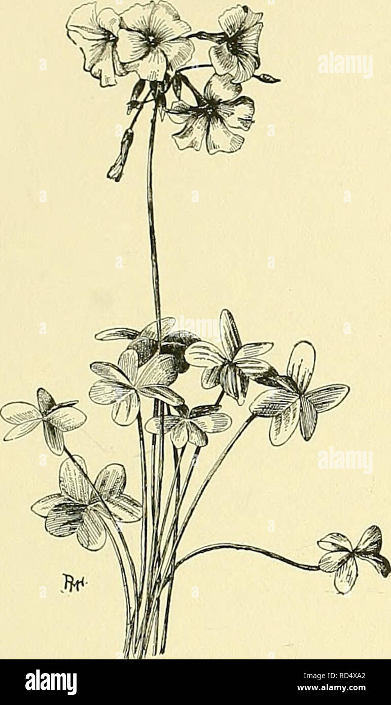 Cyclopedia Of American Horticulture Comprising Suggestions For Cultivation Of Horticultural Plants Descriptions Of The Species Of Fruits Vegetables Flowers And Ornamental Plants Sold In The United States And Canada Together With Cyclopedia Of American Horticulture Comprising Suggestions For Cultivation Of Horticultural Plants Descriptions Of The Species Of Fruits Vegetables Flowers And Ornamental Plants Sold In The United States And Canada Together With