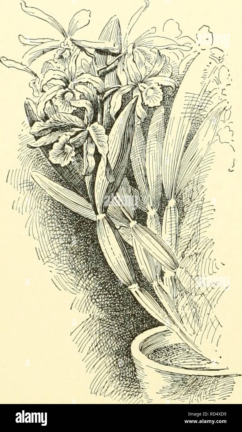 . Cyclopedia of American horticulture, comprising suggestions for cultivation of horticultural plants, descriptions of the species of fruits, vegetables, flowers and ornamental plants sold in the United States and Canada, together with geographical and biographical sketches, and a synopsis of the vegetable kingdom. Gardening -- Dictionaries; Plants -- North America encyclopedias. 872 L^LIA L.ELIA the former rose-colored outside; luidlobe of the lahellum ovate, acute. Murh like the type iu color. I.H. 15:569. Var. Russelli&amp;na, Williams [L. RusselliAna, Hort.). Fls. large ; sepnls snmewhit n Stock Photo