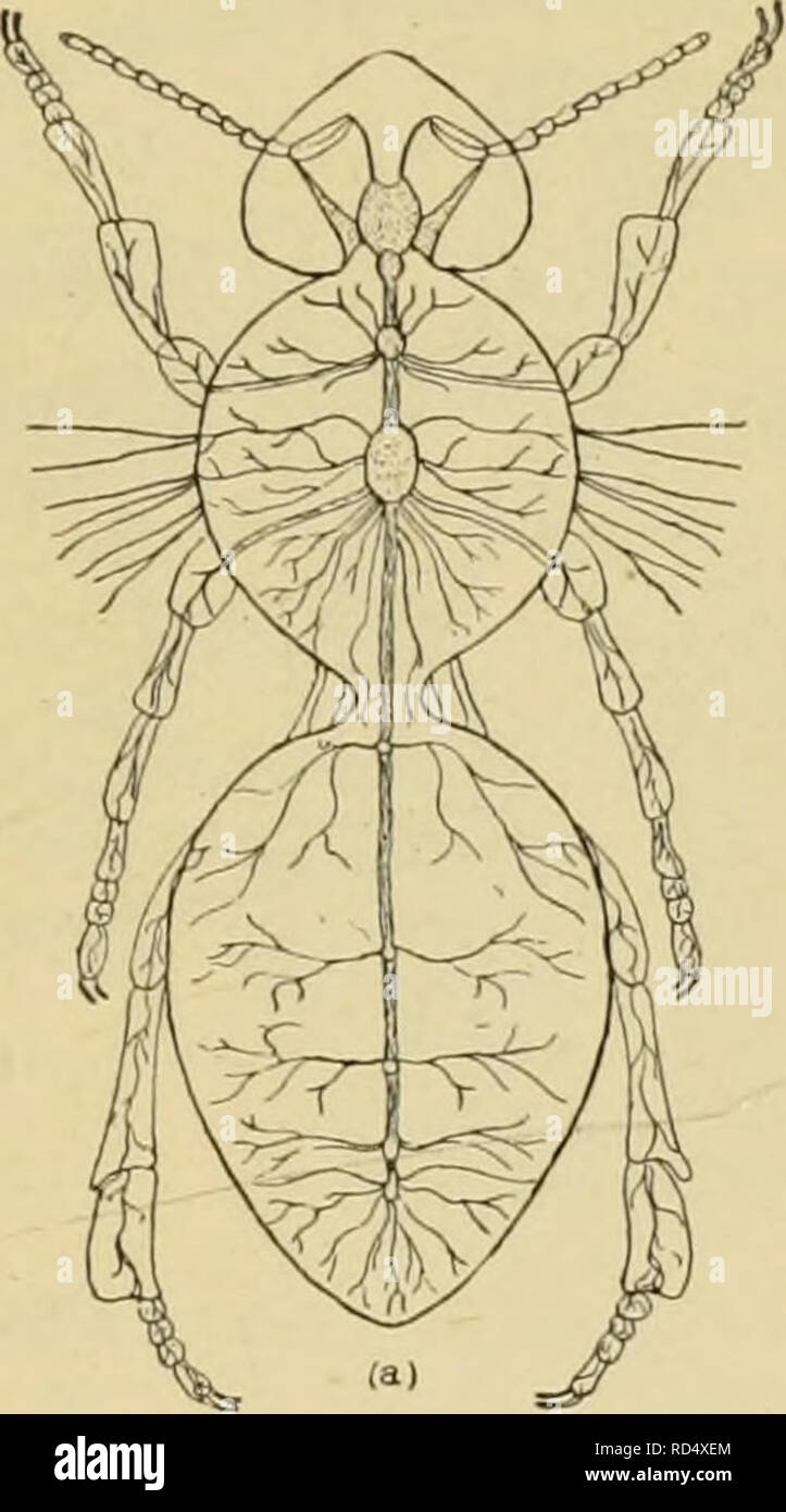 Earwig anatomy hires stock photography and images Alamy