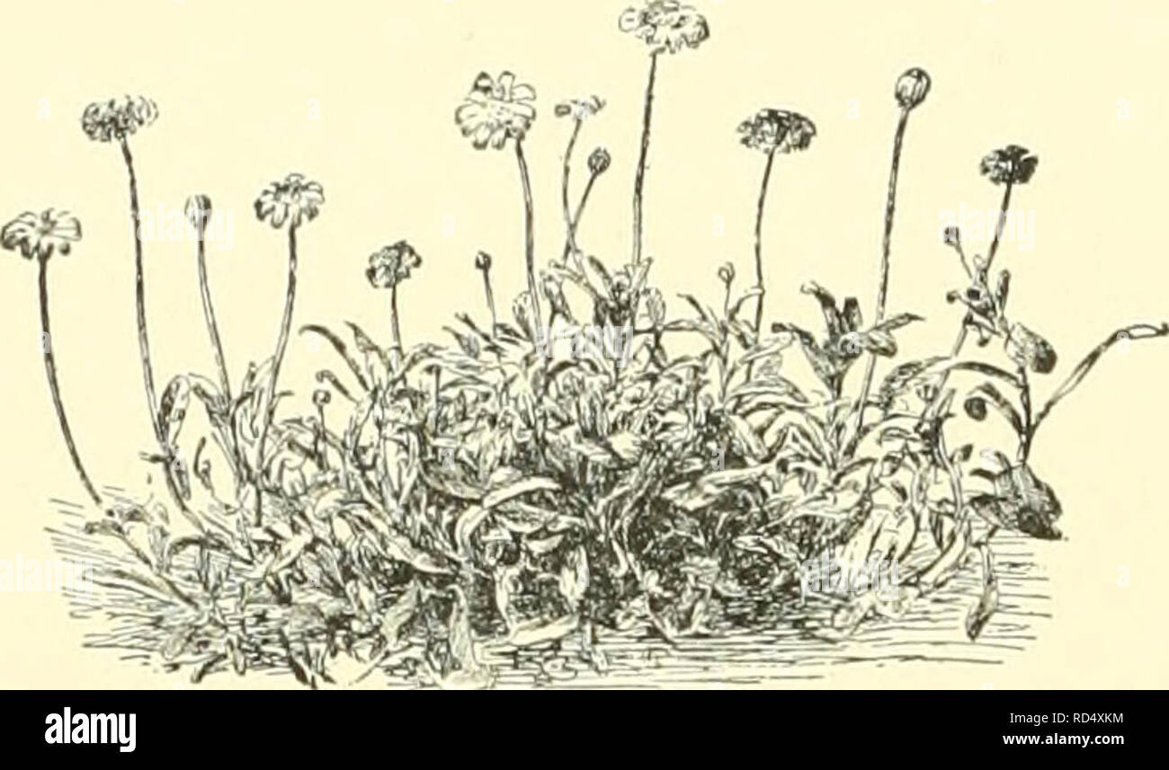. Cyclopedia of American horticulture, comprising suggestions for cultivation of horticultural plants, descriptions of the species of fruits, vegetables, flowers and ornamental plants sold in the United States and Canada, together with geographical and biographical sketches, and a synopsis of the vegetable kingdom. Gardening -- Dictionaries; Plants -- North America encyclopedias. 856 KAULFUSSIA KENTIA the plants are to grow; or they may be started indoors and the plants transplanted to the open. The genus Kaulfussia was founded by Nees in 1820. In 1817, how-. 1208. Charie Kaul- ever, the plant Stock Photo