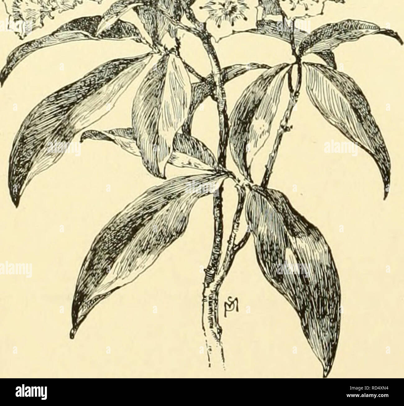 Cyclopedia Of American Horticulture Comprising Suggestions For