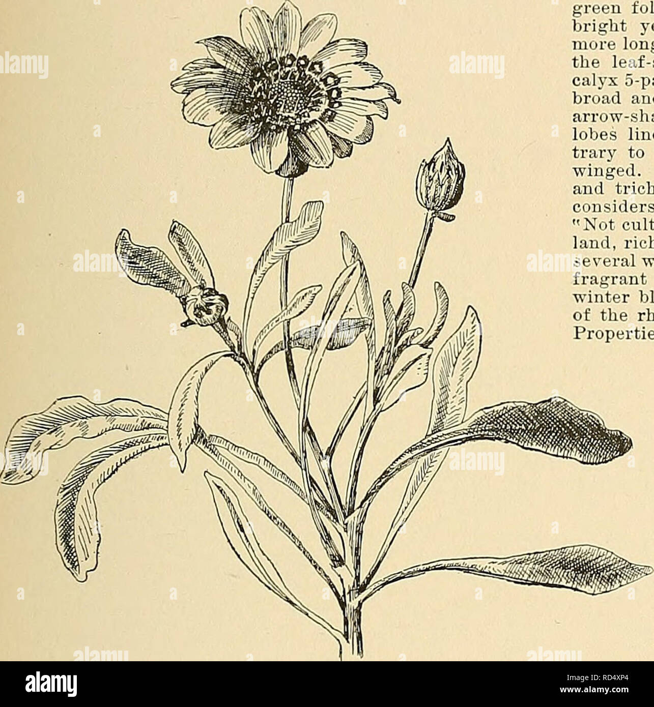. Cyclopedia of American horticulture, comprising suggestions for cultivation of horticultural plants, descriptions of the species of fruits, vegetables, flowers, and ornamental plants sold in the United States and Canada, together with geographical and biographical sketches. Gardening. GAZANIA GENISTA 631 lobes. B.M. 90 shows a head of scarlet rays, with basal markings of brown, black and white. CO. Basal markings without brown. spl^ndens, Hort. Fig. 895. Hybrid, said to resemble G. iniiflora in habit but dwarfer and more compact. Of the kinds in common cult, it is nearest to G. Pavonia in co Stock Photo