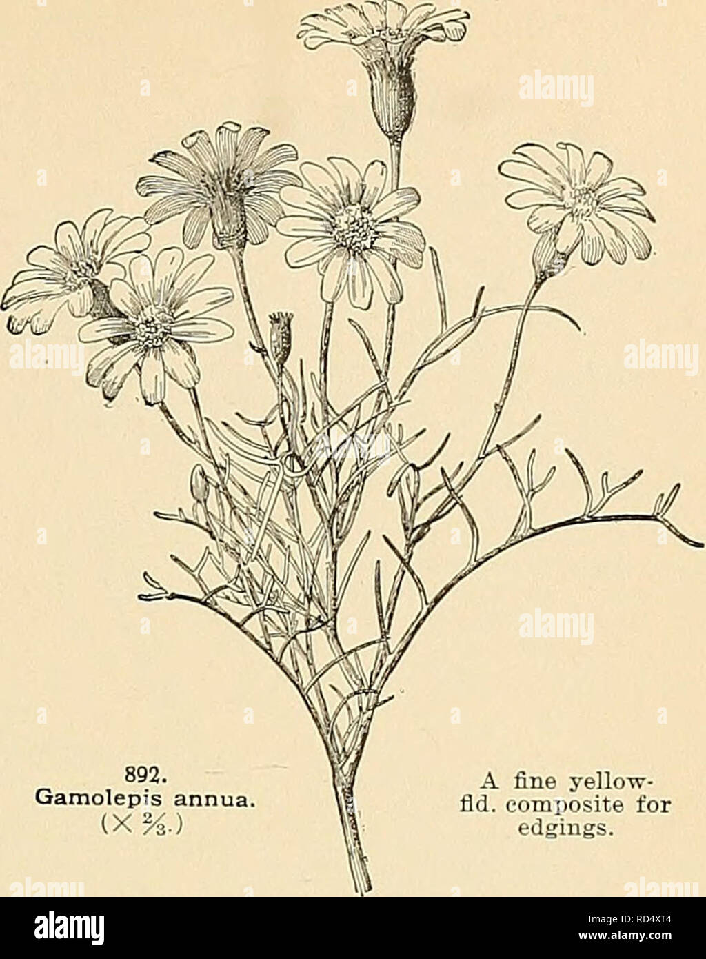 . Cyclopedia of American horticulture, comprising suggestions for cultivation of horticultural plants, descriptions of the species of fruits, vegetables, flowers, and ornamental plants sold in the United States and Canada, together with geographical and biographical sketches. Gardening. GALIUM are used to lighten the effect of bouquets of other fls., notably s%&quot;eet peas, &quot;which can hardly be arranged with their own foliage, and which in large masses are inclined to look heavy and lumpy. Gypsophilas, which are used for the same purpose, bloom later. They have an equal infinity of det Stock Photo