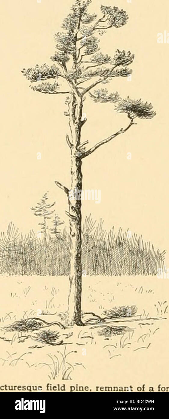 . Cyclopedia of American horticulture : comprising suggestions for cultivation of horticultural plants, descriptions of the species of fruits, vegetables, flowers, and ornamental plants sold in the United States and Canada, together with geographical and biographical sketches. Gardening; Horticulture; Horticulture; Horticulture. 1842 21. Eucalyptus rolrasta. 25. Pittosporum spp. oflfered in the Californian trade :, and are intended to be 22, Eucalj-ptus viminalis. 26. Washiugtonia Hlifei-a. sn^-estivr â oiilv, nnd tint by .^l]^ -â¢ means complete. New aiitly being added to the . ill be found p Stock Photo