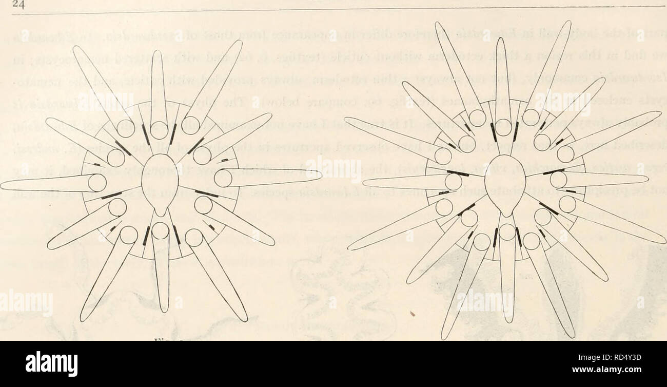 . The Danish Ingolf-Expedition. Scientific expeditions; Arctic Ocean. ACTINIARIA. Fig. 9. Fig. 10. Textfigs. 9—II. Arrangement of tentacles and mesenteries in Edivardsia andresi (fig. 9), E. claparedii (fig. 10) and Milne- edwardsia loveni and carnea (fig. 11). In order to show the arrangement in pairs, the imperfect mesenteries are drawn as having pennons. In fact that is not the case. in Milne-edwardsia polaris. These clusters form weak batteries of nematocysts. In the g^rnxsEdwardsiaand Isoedwardsia the nematocysts of the scapus are more concentrated and enclosed in so-called nemathybo- mes Stock Photo