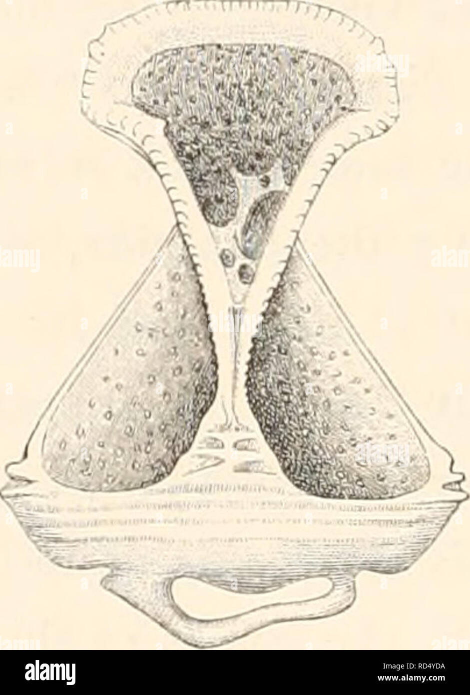 . The Danish Ingolf-Expedition. Scientific expeditions; Arctic Ocean. Fig. 10. Fig. 11. Fig. 10. Valve of tridentate pedicellaria of Arceosoma violaceum. Obj. AA. Oc. II. (Zeiss). Fig. 11. Valve of ophicephalous pedicellaria of Hygrosoma Petersii. Obj. A A. Oc. I. (Zeiss). Hygrosoma Petersii (p. 59). In a specimen of this species (the Azores, 1258 m. Talisman . The museum of Paris) was found a pedicellaria (Fig. 11) forming a transition between the ophicephal- ous pedicellariae in Tromikosoma Koehleri and the short, thick pedicellaria; of //. luculentum. After this there can be no doubt that l Stock Photo