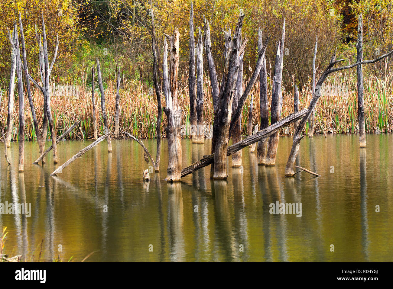 Dead tree trunks reflecting in autumn lake. Cuejdel lake was born 30 years ago (a landfall on river Cuejdel) in Romania, Today is the biggest natural  Stock Photo