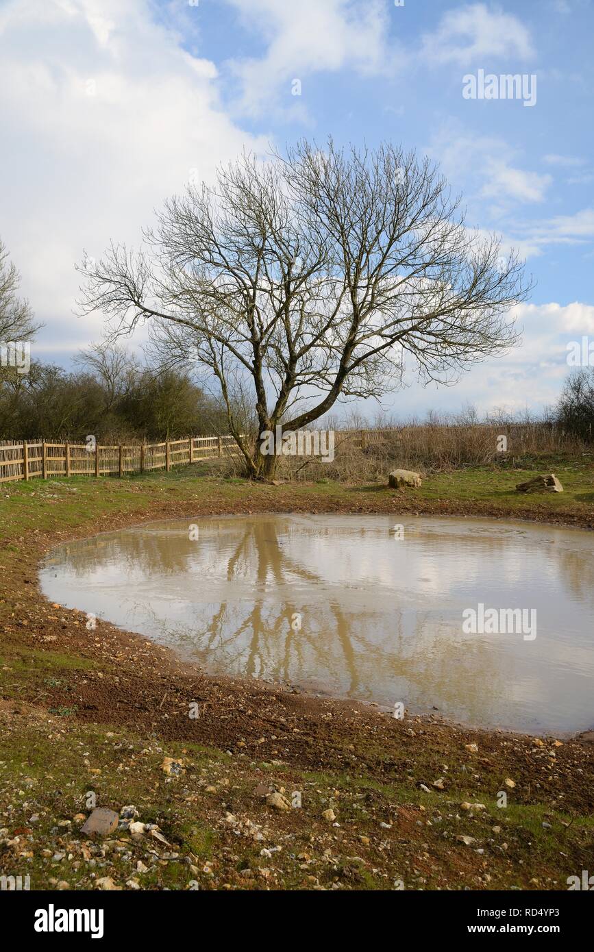 Dewpond on the Ridgeway, recently renovated and relined by the the Marlborough Downs Nature Improvement Area project, Winterbourne Bassett, Wiltshire. Stock Photo
