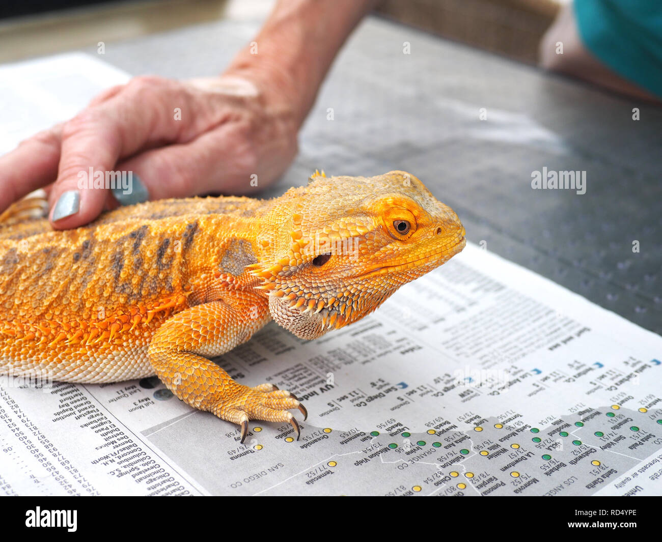 Petting an iguana at the LA zoo Stock Photo