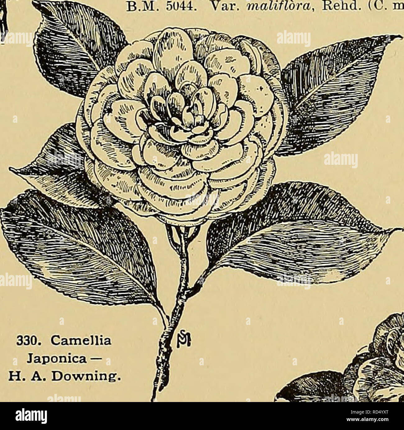 . Cyclopedia of American horticulture, comprising suggestions for cultivation of horticultural plants, descriptions of the species of fruits, vegetables, flowers, and ornamental plants sold in the United States and Canada, together with geographical and biographical sketches. Gardening. 339. Camellia Japonica — Lucida. CAMELLIA (after George Joseph Kamel or Camellus, a Moravian Jesuit, who traveled in Asia in the seventeenth century). Ternstrcemidcece. Evergreen trees or shrubs: Ivs. alternate, short-petioled, serrate: fls. large, axillary or terminal, usually solitary, white or red ; sepals a Stock Photo