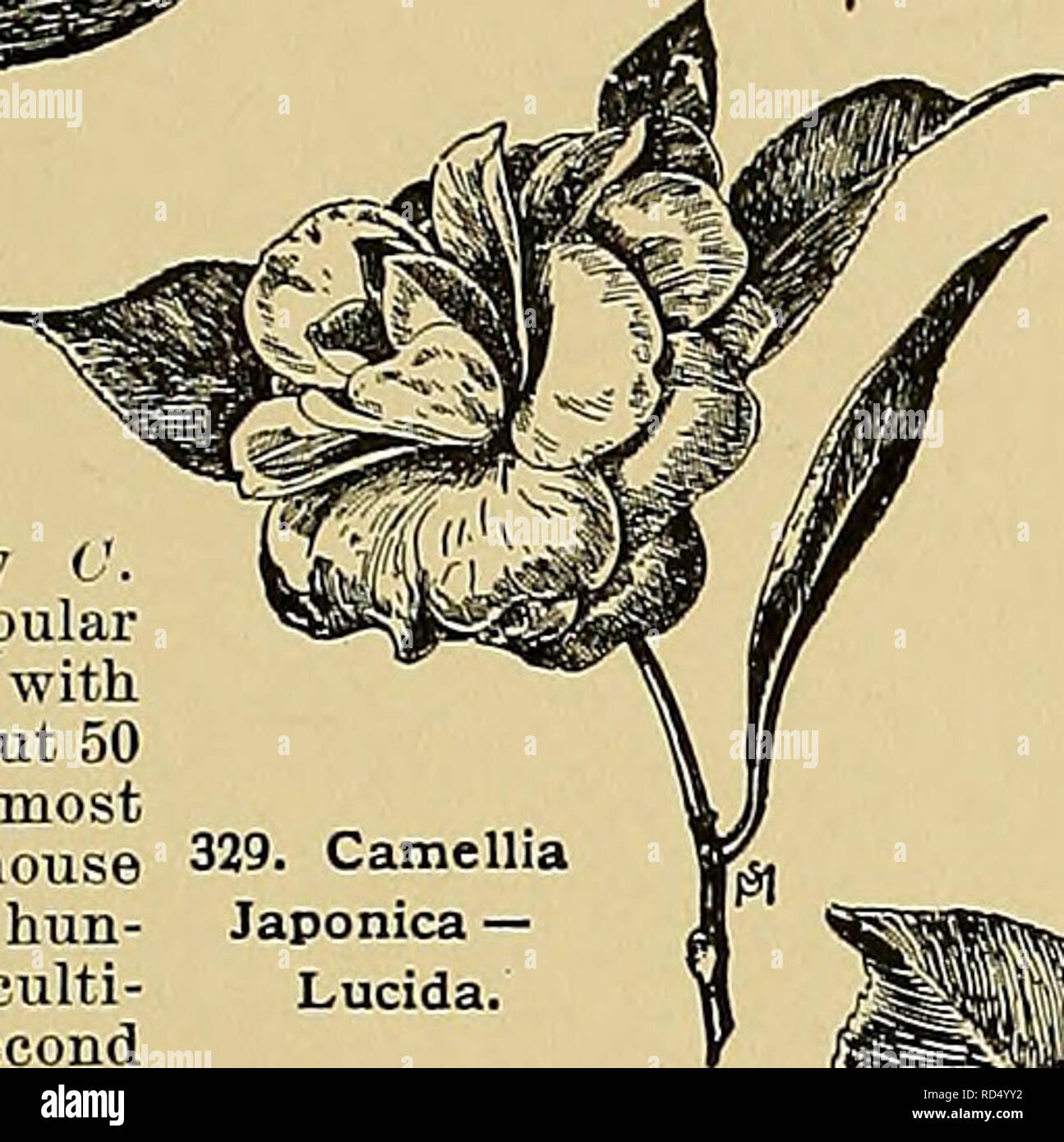 . Cyclopedia of American horticulture, comprising suggestions for cultivation of horticultural plants, descriptions of the species of fruits, vegetables, flowers, and ornamental plants sold in the United States and Canada, together with geographical and biographical sketches. Gardening. 339. Camellia Japonica — Lucida. CAMELLIA (after George Joseph Kamel or Camellus, a Moravian Jesuit, who traveled in Asia in the seventeenth century). Ternstrcemidcece. Evergreen trees or shrubs: Ivs. alternate, short-petioled, serrate: fls. large, axillary or terminal, usually solitary, white or red ; sepals a Stock Photo