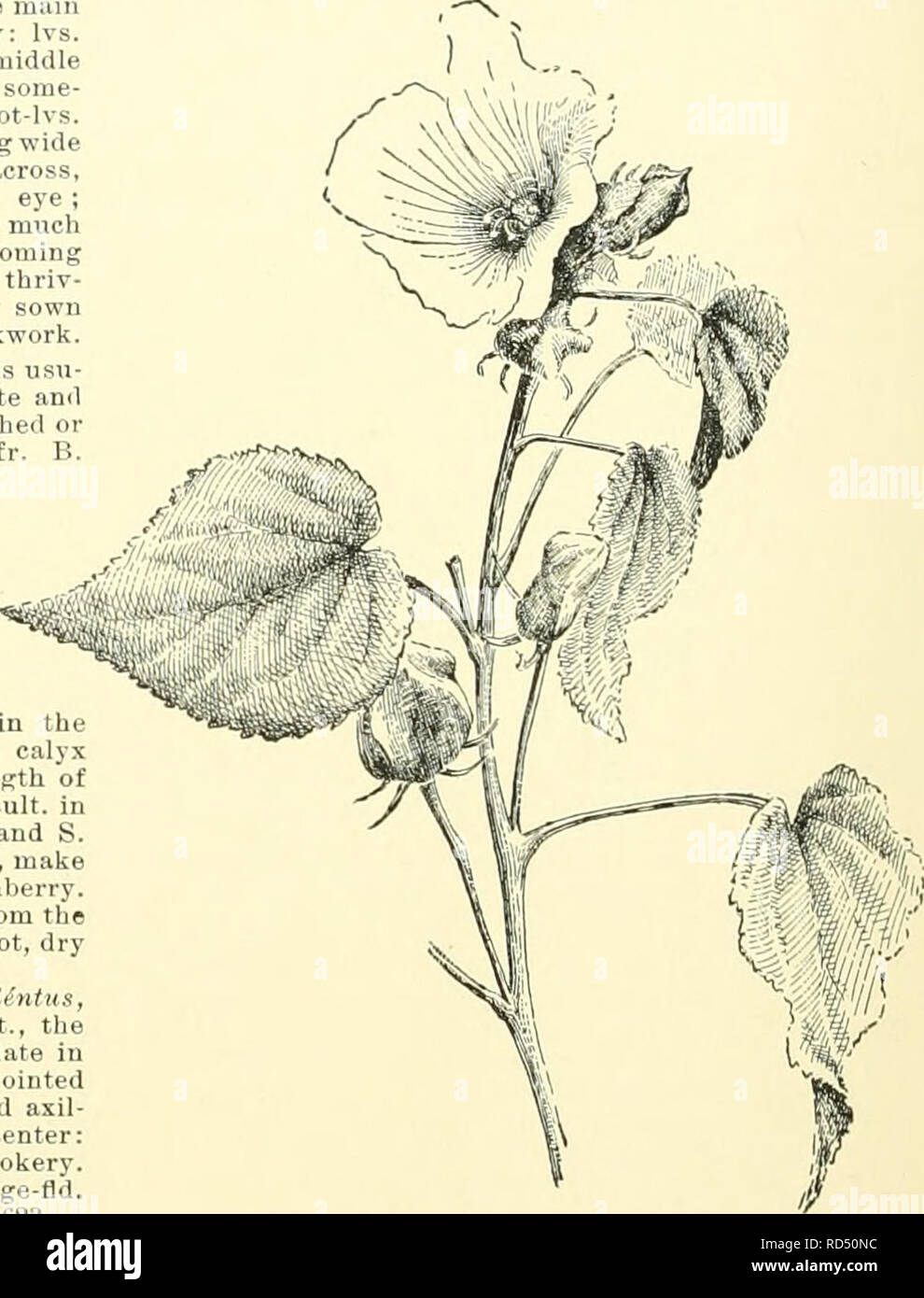 . Cyclopedia of American horticulture, comprising suggestions for cultivation of horticultural plants, descriptions of the species of fruits, vegetables, flowers and ornamental plants sold in the United States and Canada, together with geographical and biographical sketches, and a synopsis of the vegetable kingdom. Gardening -- Dictionaries; Plants -- North America encyclopedias. 742 Am B. Plant low and diffuse. 1. ^eai(!kriua,Cav.{B.Africdniis,HoTt.). Flower-of- AN-HOUB. Bladder Ketmia. Trailing Hollyhock. Fig. 1054. A foot or 2 high, bushy-spreading, the main branches becoming prostrate, usu Stock Photo