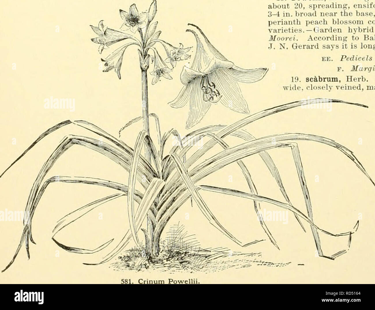 . Cyclopedia of American horticulture, comprising suggestions for cultivation of horticultural plants, descriptions of the species of fruits, vegetables, flowers and ornamental plants sold in the United States and Canada, together with geographical and biographical sketches, and a synopsis of the vegetable kingdom. Gardening -- Dictionaries; Plants -- North America encyclopedias. CRINUM species from Zanzibar, probably not known outside of one or two botanical gardens. 13. vari&amp;bile, Herb. (C crassifdlitim, Herb.). Bulb ovoid, 3^ in. thick : Ivs. 1 J^-2 ft. long, 2 in. wide, weak: fls. 10-1 Stock Photo