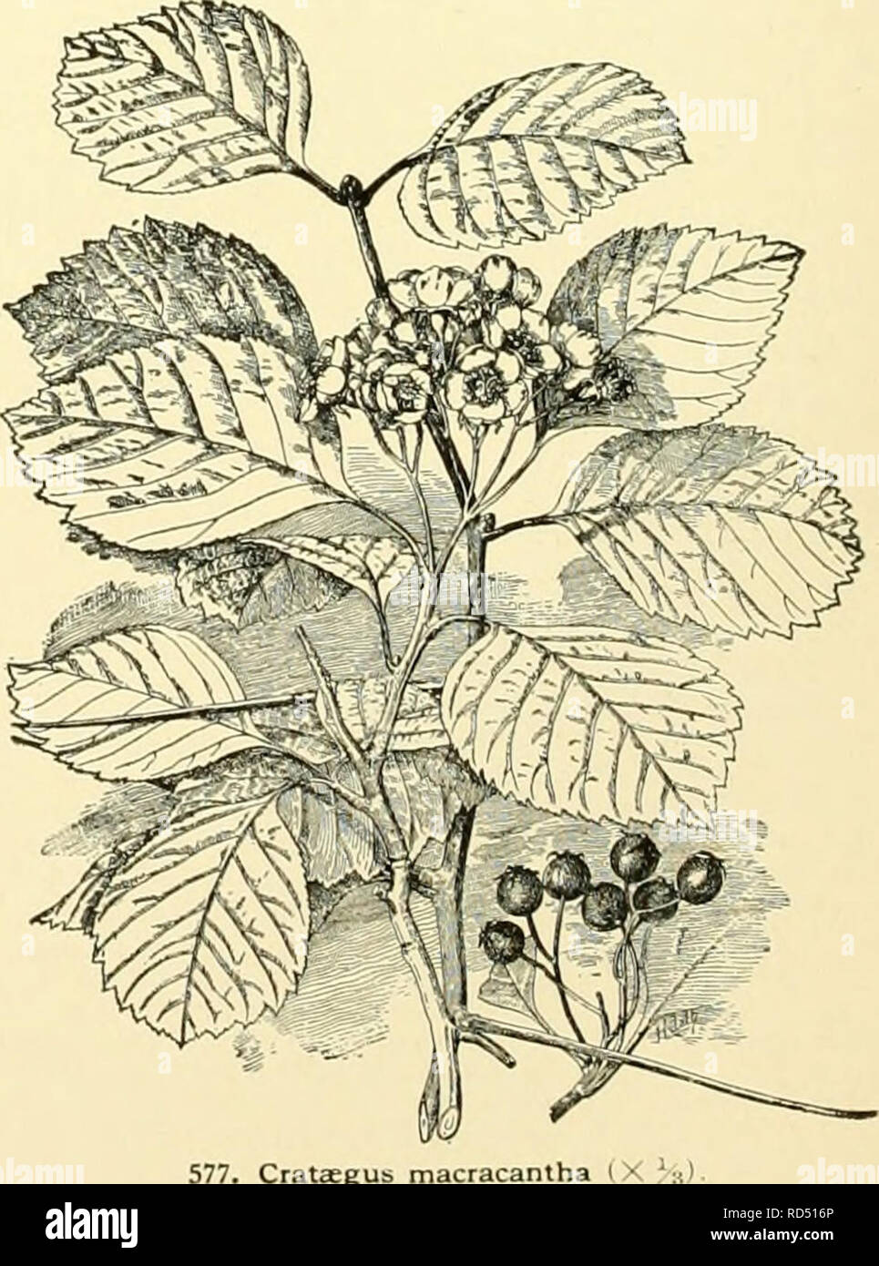 . Cyclopedia of American horticulture, comprising suggestions for cultivation of horticultural plants, descriptions of the species of fruits, vegetables, flowers and ornamental plants sold in the United States and Canada, together with geographical and biographical sketches, and a synopsis of the vegetable kingdom. Gardening -- Dictionaries; Plants -- North America encyclopedias. 576. Crataegus punctata. lous; fls. fragrant; calyx-teeth glandular-serrate: fr. H in. in diam. May, June. Quebec to Va.. west to Mo. and Dak. S.S.4:181. B.R. 22:1912. L.B.C. 11:1012 (as C. glandulosa). A.G. ll:509.-S Stock Photo