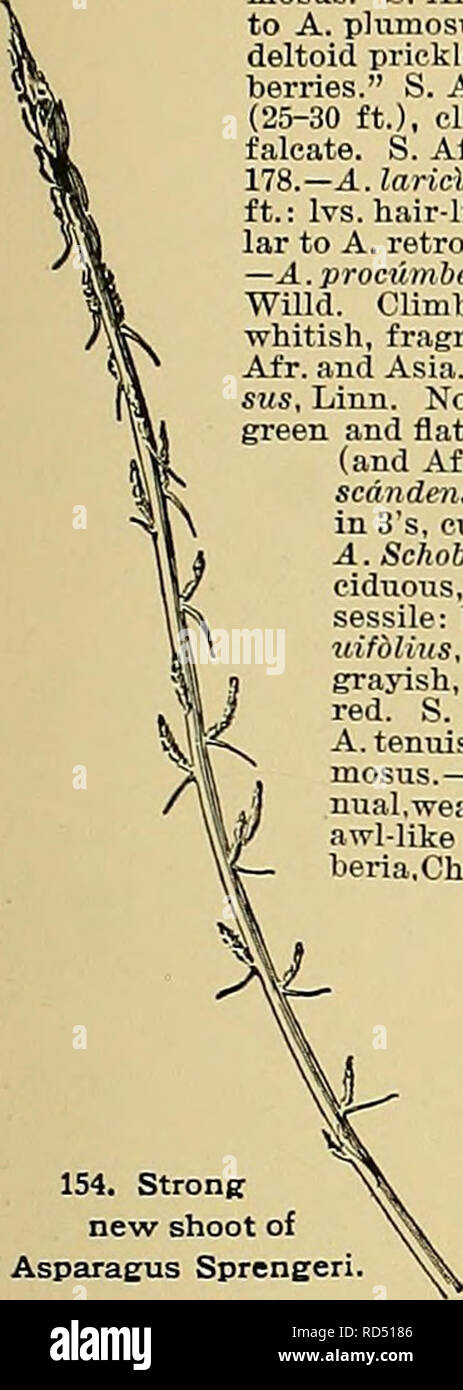 . Cyclopedia of American horticulture, comprising suggestions for cultivation of horticultural plants, descriptions of the species of fruits, vegetables, flowers, and ornamental plants sold in the United States and Canada, together with geographical and biographical sketches. Gardening. ASPARAGUS ASPARAGUS 107 Sprengeri: evergreen: Ivs. flat and falcate, in clusters of 3-6. AiT.—A.Atric&amp;nus, Lam. Climber: Ivs. rigid, dark green, clus- tered, evergreen. S. Afr.—A. Asidticus, Linn. Tall climber: Ivs. hair-like, soft, /^in.—A. Cobperi, Baker. Similar to A. plu- mosus. S. Afr.—A. declindtus, L Stock Photo