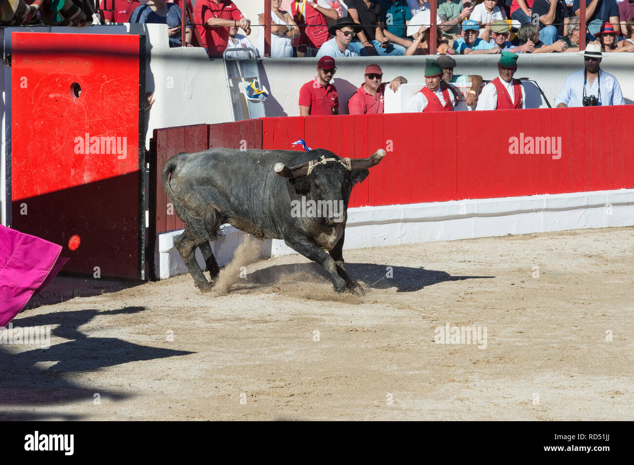 Bullfight in Alcochete. Bull entering the arena, Alcochete, Setubal Province, Portugal Stock Photo