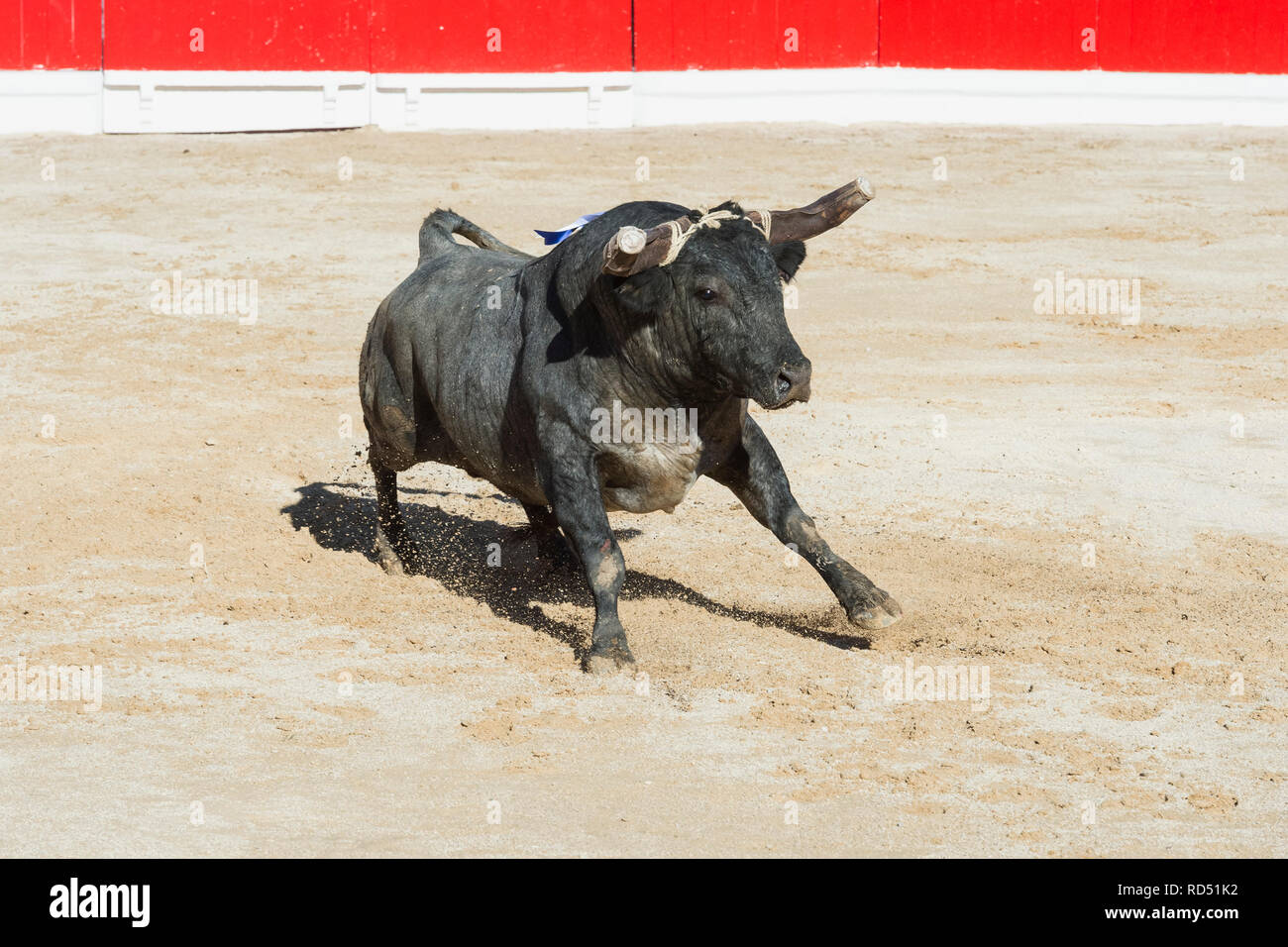 Bullfight in Alcochete. Bull entering the arena, Alcochete, Setubal Province, Portugal Stock Photo