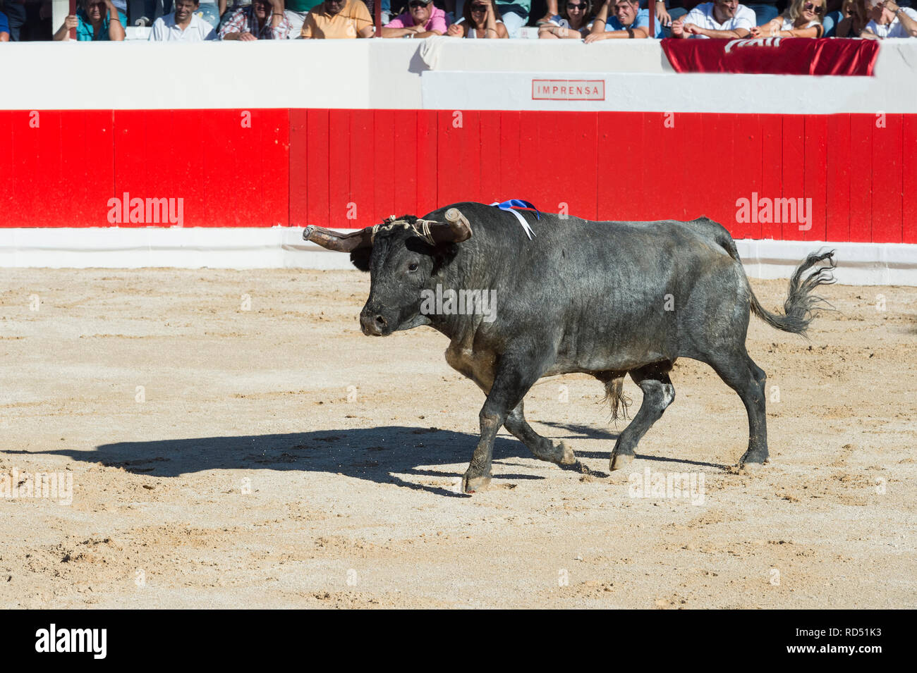 Bullfight in Alcochete. Bull entering the arena, Alcochete, Setubal Province, Portugal Stock Photo