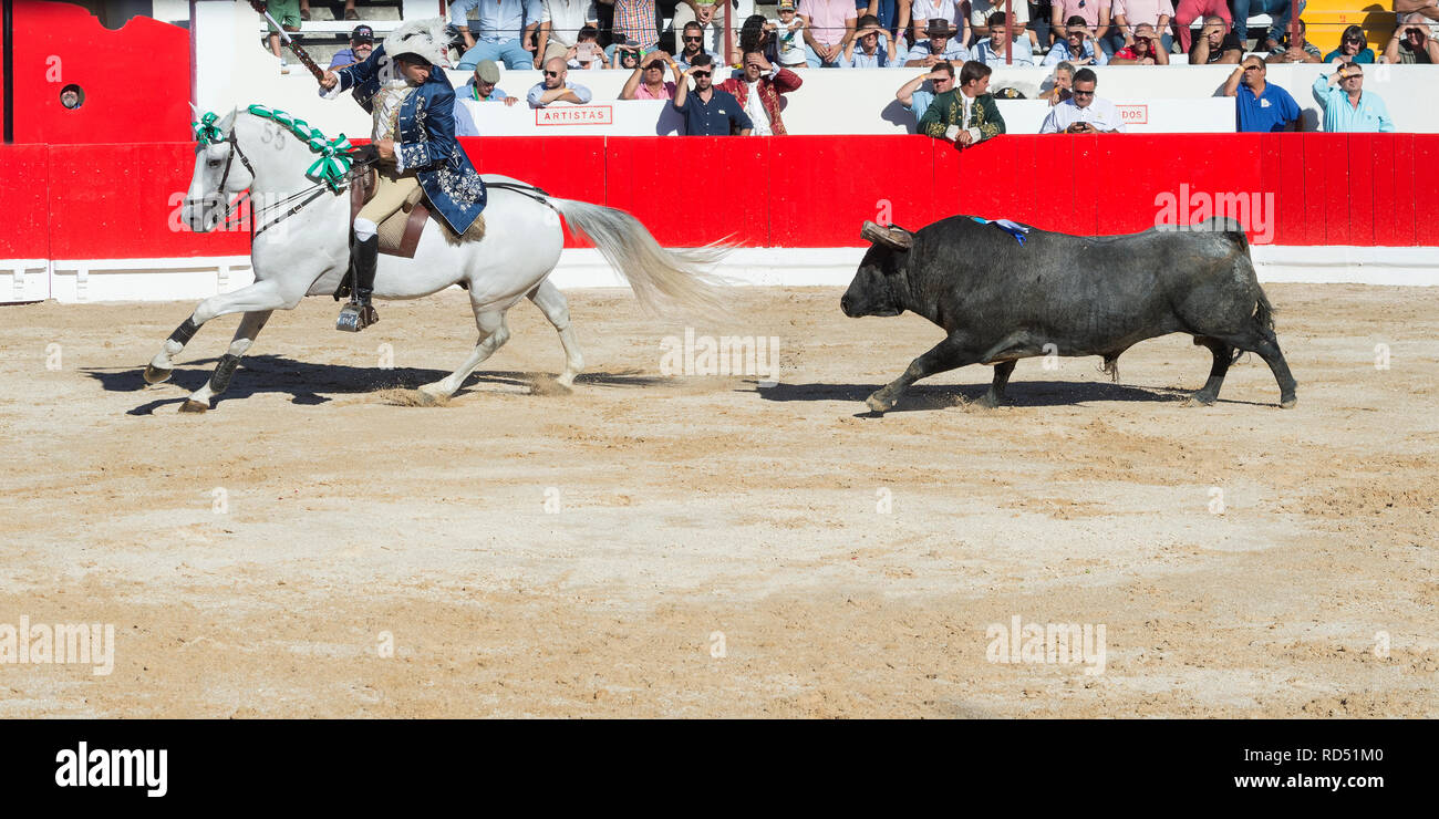 Bullfight in Alcochete. Horseman fighting the bull from his horse by making the bull run and chase the horse, Bulls are not killed during the bullfigh Stock Photo