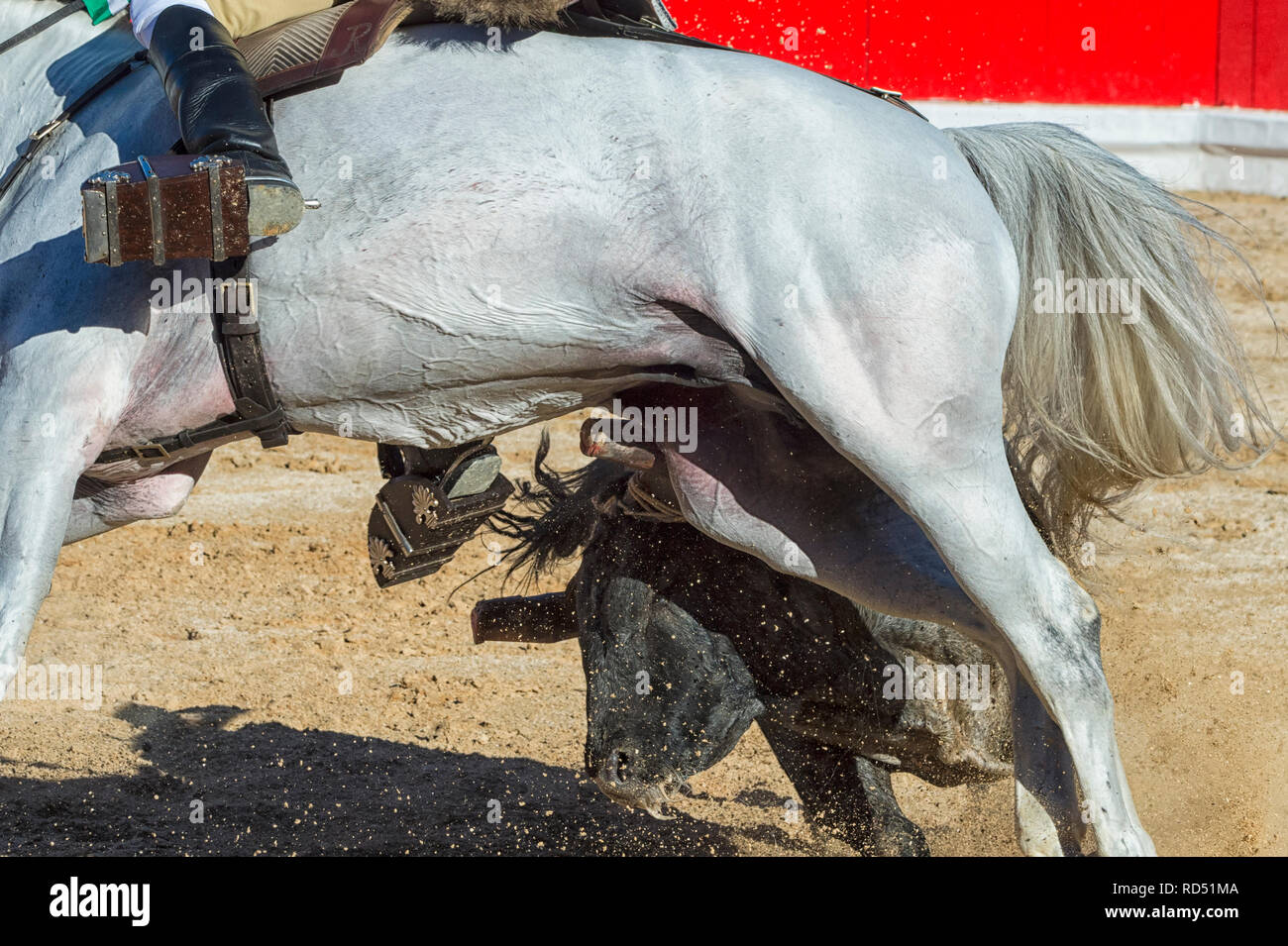 Bullfight in Alcochete. Horseman fighting the bull from his horse by making the bull run and chase the horse, Bulls are not killed during the bullfigh Stock Photo