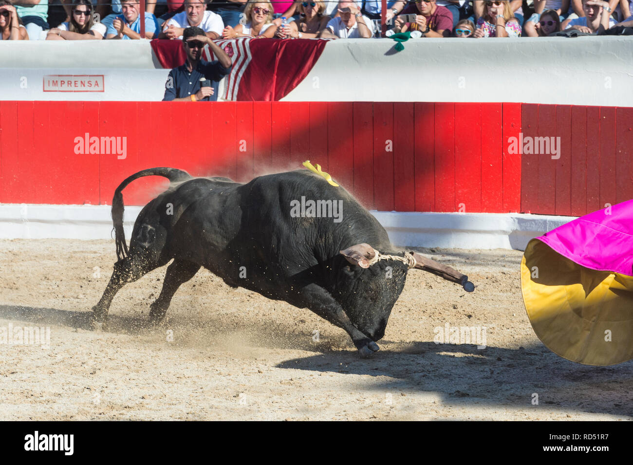 Bullfight in Alcochete. Toreador fighting the bull with its magenta cape, Bulls are not killed during the bullfight, Alcochete, Setubal Province, Port Stock Photo