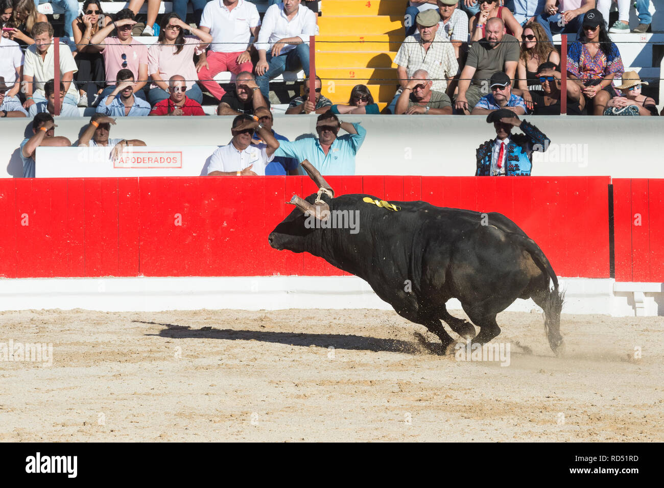 Bullfight in Alcochete. Bull running in the arena, Bulls are not killed during the bullfight, Alcochete, Setubal Province, Portugal Stock Photo