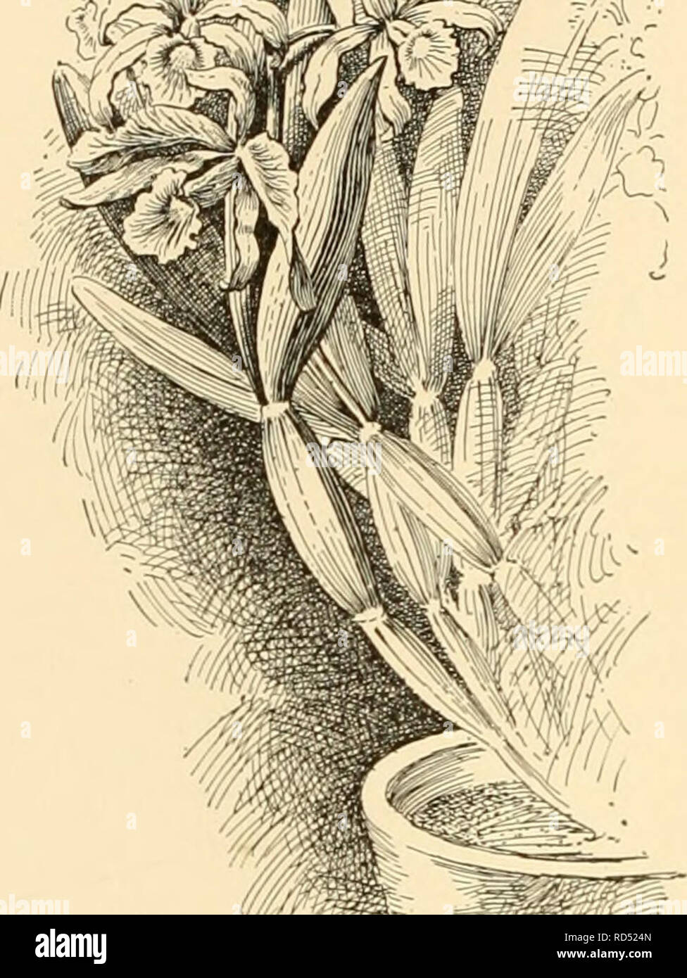 . Cyclopedia of American horticulture : comprising suggestions for cultivation of horticultural plants, descriptions of the species of fruits, vegetables, flowers, and ornamental plants sold in the United States and Canada, together with geographical and biographical sketches. Gardening; Horticulture; Horticulture; Horticulture. 872 L^LIA the former rose-colored outside; midlobe of the labelluiu ovate, acute. Much like the type in color. I.H. 15:569. Var. KuBselliJlna, Williams (L. BussellicLna, Hort.). Fls. large ; sepals somewhat narrow, white, suffused with lilac; petals broader, deeper lil Stock Photo