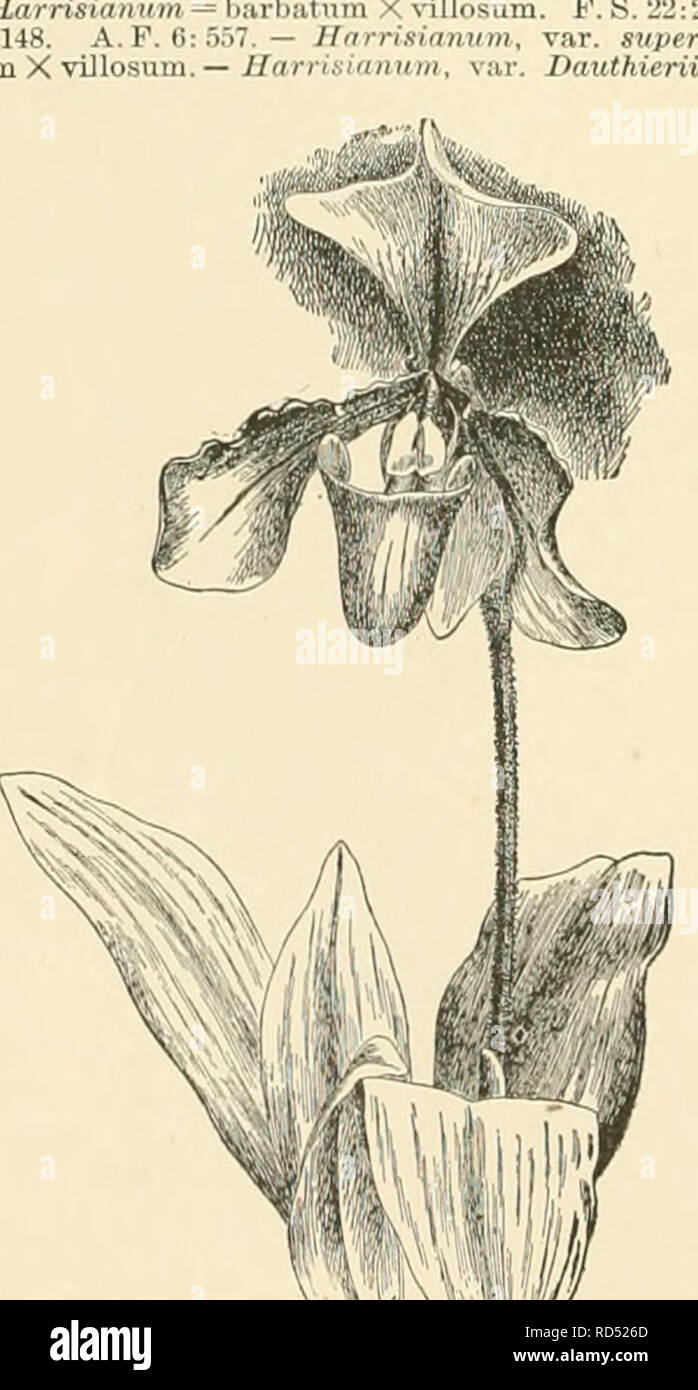. Cyclopedia of American horticulture, comprising suggestions for cultivation of horticultural plants, descriptions of the species of fruits, vegetables, flowers, and ornamental plants sold in the United States and Canada, together with geographical and biographical sketches. Gardening. CYPRIPEDIUM CYPRIPEDIUM = Argua X Curtisii. — Hyhridum = vUlosum X barbatum. — /no=HayiialdiantunX Jlrs.Cauham.—/nfennedium. See Hy- bridum. — lo = Lawrenceanum X Argiis. — Javanico - Spiceri' amtm. See lixtesce-ns. Javanico-sitperbiens.—Joseph F tissimum. CAior. XHookerai.-C7i tilde Moens^hi-. Dautin, viUosu Stock Photo