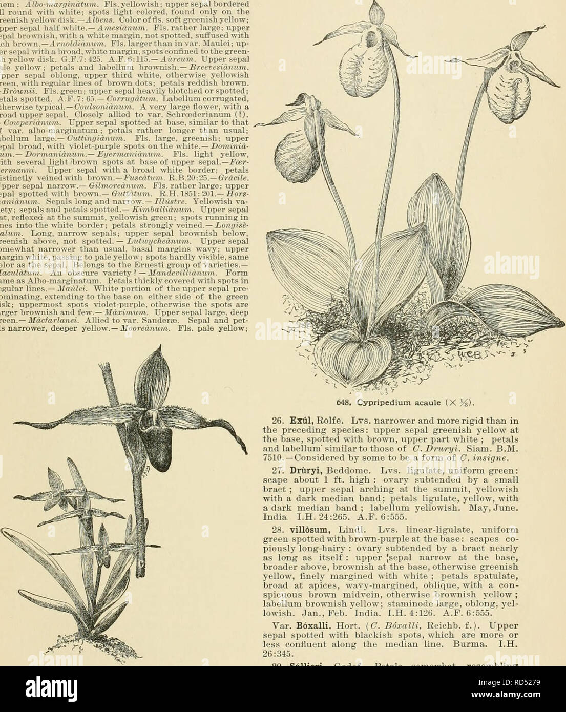 Cyclopedia of American horticulture, comprising suggestions for cultivation of horticultural plants, descriptions of the species of fruits, vegetables, flowers, and ornamental plants sold in the United States and Canada, together with cyclopedia-of-american-horticulture-comprising-suggestions-for-cultivation-of-horticultural-plants-descriptions-of-the-species-of-fruits-vegetables-flowers-and-ornamental-plants-sold-in-the-united-states-and-canada-together-with