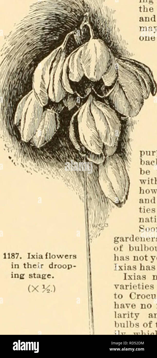 . Cyclopedia of American horticulture : comprising suggestions for cultivation of horticultural plants, descriptions of the species of fruits, vegetables, flowers, and ornamental plants sold in the United States and Canada, together with geographical and biographical sketches. Gardening; Horticulture; Horticulture; Horticulture. IVfiSIA. All referred to PotentiUa. IVY, The common or English Ivy is Hedera. Boston l,=Ampelopsis tricuspidata. German I.= Climbing Senecio and Herniaria glabra. Ground I.=Nepeta Ohchoma. KenilwOTthI.=LinariaC!im.balaria. Poison I.=i?;j«s, B. Toxicodendron. Some autho Stock Photo