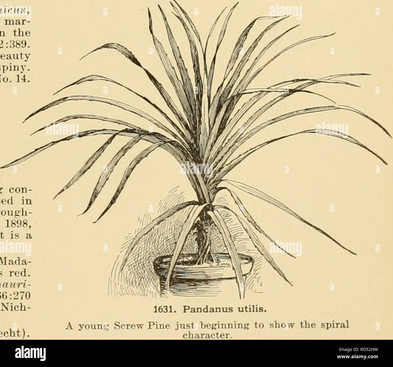 . Cyclopedia of American horticulture : comprising suggestions for cultivation of horticultural plants, descriptions of the species of fruits, vegetables, flowers, and ornamental plants sold in the United States and Canada, together with geographical and biographical sketches. Gardening; Horticulture; Horticulture; Horticulture. PANDANUS 1201 The prrowth of the plant also appears more graceful, the leaves being recurved in a more pleasing manner, and suckers very freely. j. D. Eisele. Bapfistii, 3. granliiiifolius, 8. reflexus, 13. ( ':indelllbruni. 2. 14, heteroparpus, 10. Sanderi, 4. raricos Stock Photo