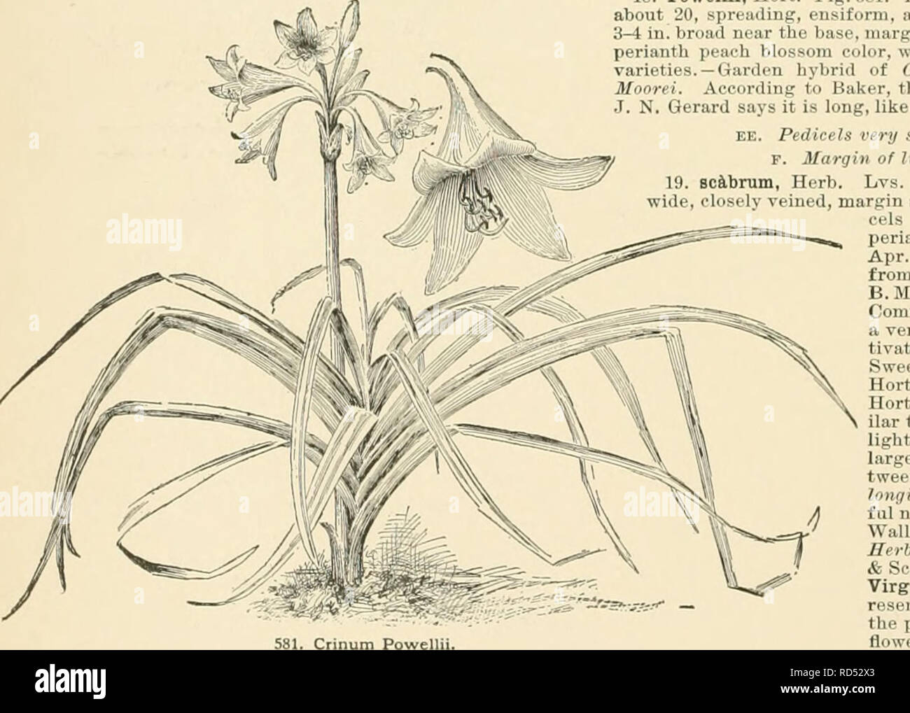 . Cyclopedia of American horticulture, comprising suggestions for cultivation of horticultural plants, descriptions of the species of fruits, vegetables, flowers, and ornamental plants sold in the United States and Canada, together with geographical and biographical sketches. Gardening. CRINUM species from Zanzibar, probably not known outside of one or two botanical gardens. 13. variibile, Herb. (C. crasstVdiium, Herb.). Bulb ovoid, 3-4 in. thick : Ivs. lK-2 ft. long, 2 in. wide, weak: fls. 10-12 ; perianth flushed red outside : fllaments red. Cape Colony.âA rare species. .CO. Fls. fewer, usua Stock Photo