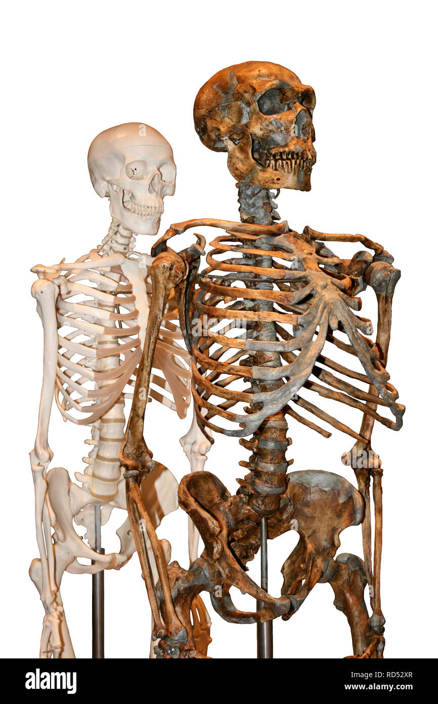 Human Evolution - Modern Human and Neanderthal Skeleton Stock Photo