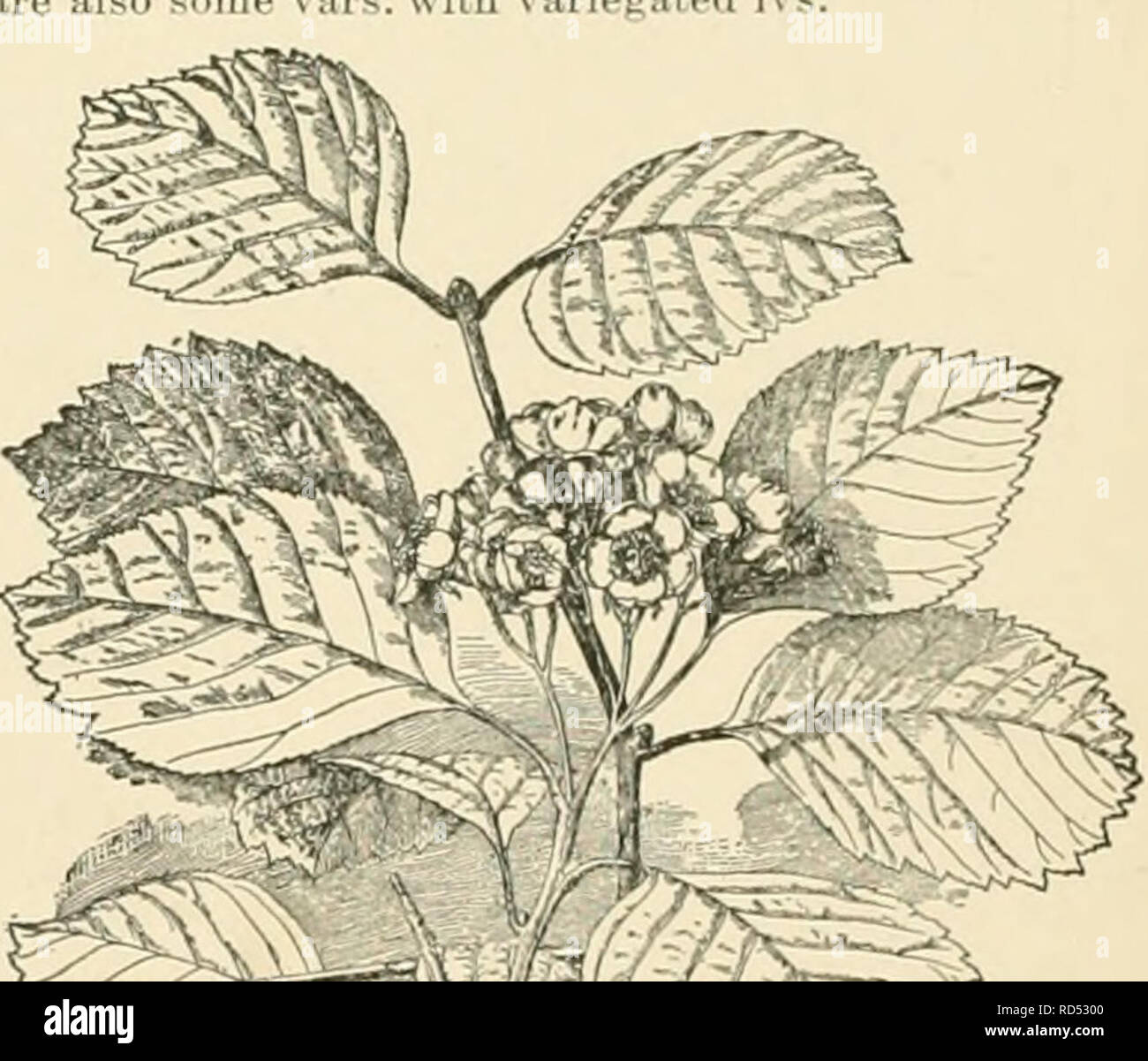 . Cyclopedia of American horticulture, comprising suggestions for cultivation of horticultural plants, descriptions of the species of fruits, vegetables, flowers, and ornamental plants sold in the United States and Canada, together with geographical and biographical sketches. Gardening. 576 Crataegus punctata lous; fls. fragrant; calyx-teeth glandular-serrate: fr. % in. in dlam. May, June. Quebec to Va., west to Mo. and Dak. S.S. 4:181. B.R. 22:1912. L.B.C. 11:1012 (as C. glandulosa). A.G. H:509.-Sometimes cultivated under the name of C. Douglasi. Var. suocul^nta, Rehd. {C. succuUnta, Schrad.) Stock Photo