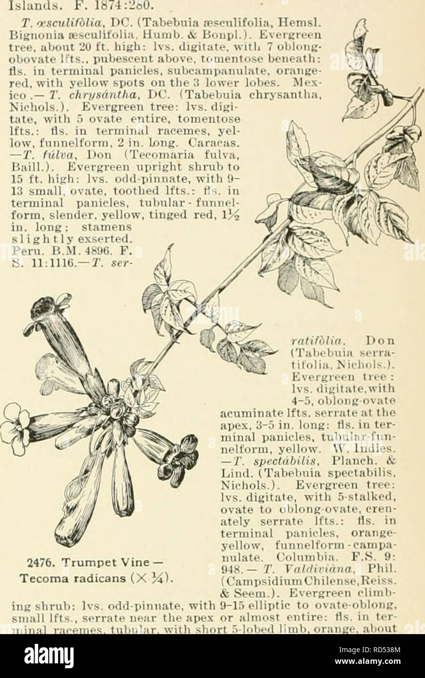 . Cyclopedia of American horticulture, comprising suggestions for cultivation of horticultural plants, descriptions of the species of fruits, vegetables, flowers, and ornamental plants sold in the United States and Canada, together with geographical and biographical sketches. Gardening. 3 9 inte 1 entire o 5 coarsely ere ling above gli lobed limb with crenate lobes throat P 2 m I 1 g calyx si B H &quot;3 ^00&quot; B M 4004 K H is a trade name TEOOPHIL-EA 13 Jllicifolia Nichols (Campsidium fihor)! im an ( eeit) Climl ing evergreen shrub Ivs odd pin ate 5 in long Ifts 19 ^5 ovate with 2 or i lob Stock Photo