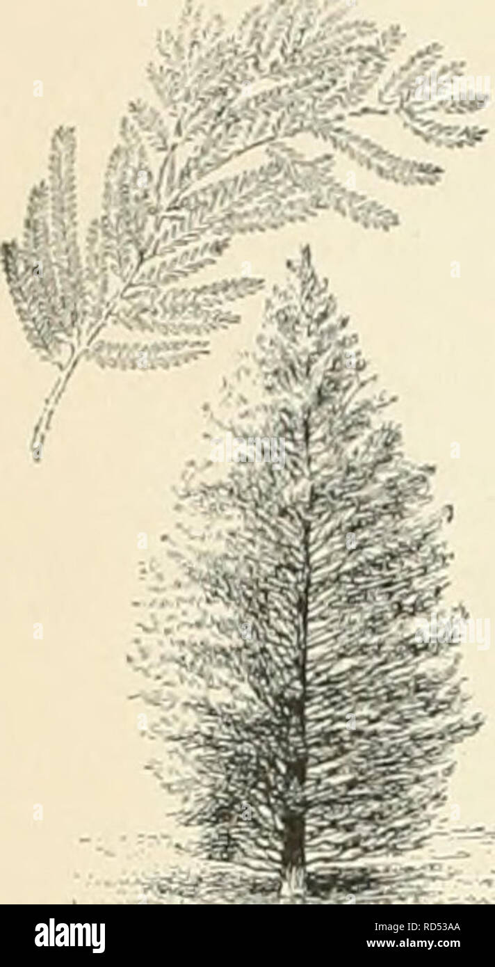 . Cyclopedia of American horticulture, comprising suggestions for cultivation of horticultural plants, descriptions of the species of fruits, vegetables, flowers, and ornamental plants sold in the United States and Canada, together with geographical and biographical sketches. Gardening. In'2 TAXODIUM of which the following are the most important: iastigiitum, Knight. With slender, upright, v branches sparingly ramitied. Var. microphyllum, Shrub, with short spreading bram-lns: the 1 branchlets with t-pical foliage, thos.' ..f tin- I bnmrhPs -rriclnallv p;  , niM.Mu (M-r. Dwarf, i vith numer-  Stock Photo