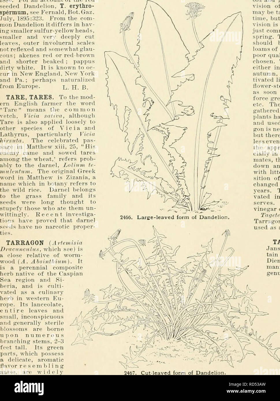 . Cyclopedia of American horticulture, comprising suggestions for cultivation of horticultural plants, descriptions of the species of fruits, vegetables, flowers, and ornamental plants sold in the United States and Canada, together with geographical and biographical sketches. Gardening. 2465. Small-leaved form of Dandelion. TASMANNIA used for seasoning salads and for riavoring vinegar, p i c k les and mustard. The essential oil of Tarragon and Tarragon vinegar are articles of commerce, the crop being grown extensively in south- ern France f..r tlii- |.iii|âim-. The former is i.litiiiii. â ! Ii Stock Photo