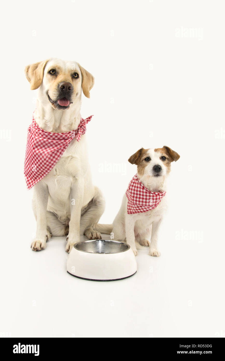 TWO DOGS EATING. LABRADOR RETRIEVER AND JACK RUSSELL READY FOR EAT FOOD. ISOLATED SHOT AGAINST WHITE BACKGROUND. Stock Photo